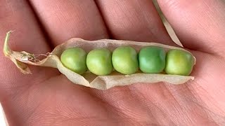 How to Save Pea Seeds [upl. by Stilla]