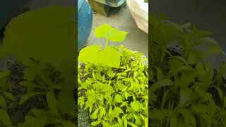 dhonepata gardening reels viralvideo trending [upl. by Goraud]