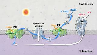 Photosynthesis Part 5 Light Reactions  HHMI BioInteractive Video [upl. by Yditsahc]