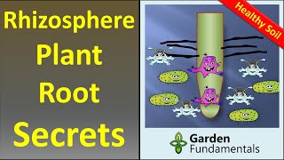 The Rhizosphere 🌲🍄🌴 Secrets to Better Plant Growth and Soil Building [upl. by Maryn]