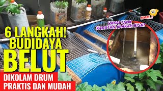 6 LANGKAH BUDIDAYA BELUT DALAM DRUM PRAKTIS DAN MUDAH [upl. by Drofdeb]