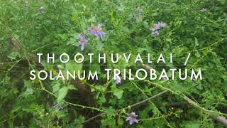 Thoothuvalai Thuvaiyal  Solanum Trilobatum [upl. by Feeney741]