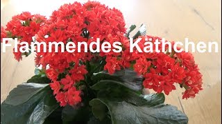 Flammendes Käthchen pflegen gießen düngen Standort Blüte vermehren Kalanchoe blossfeldiana [upl. by Notpmah]