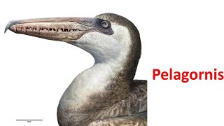 Pelagornis [upl. by Enelrahc106]