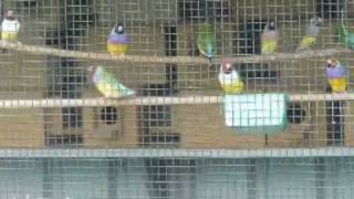 Tips Hints amp Advice for Gouldian Finches [upl. by Acisset769]