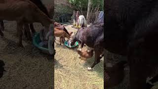 65 day pregnant goat gabhin bakri ki pehchanhow to check pregnancy sign for goat pregnant goat [upl. by Yanrahs]