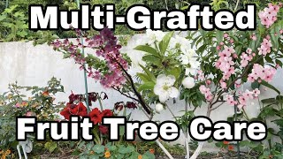 Multi  Grafted Fruit Tree Care  Top 5 Tips [upl. by Geordie902]