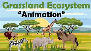 GRASSLAND ECOSYSTEM  Animation [upl. by Deidre]