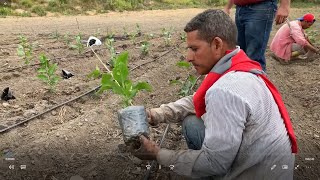 Procedimiento para trasplantar la maracuyá [upl. by Uaeb]