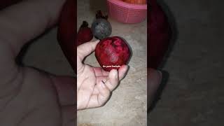 Homemade Beetroot powder shortsfeed shorts remedy diy beetroot beetrootpowder [upl. by Hcib]