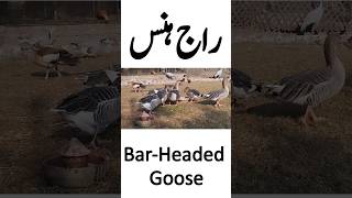 Bar Headed Goose  Raj Hans [upl. by Aihsilat593]