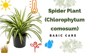 Spider Plant Basic Care Chlorophytum Comosum [upl. by Edi]