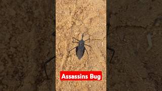 ASSASSIN BUG।। Insect Killer।। shorts ytshorts teamazn [upl. by Stolzer]