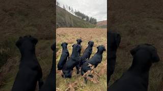 Picking up with Labrador Retriever Gundogs labrador workingdog drivenshooting [upl. by Osugi356]