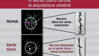 En Breve El Impacto de la Adversidad Durante la Infancia Sobre el Desarrollo de los Niños [upl. by Aivek]