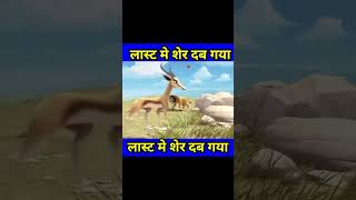 Cartoon video sher aur lomdi [upl. by Fidole]