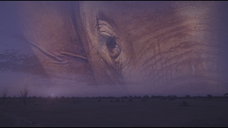 Sacred Eyes  Sheldrick Trust [upl. by Dhaf]