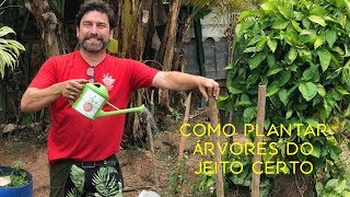 Como Plantar Árvores do Jeito Certo [upl. by Dwain490]