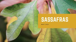 Sassafras [upl. by Ilyah]