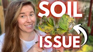 Does Blight Over Winter In Your Garden Soil How To Control Blight In Your Garden  Gardening [upl. by Nawat]