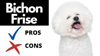 Bichon Frise Pros And Cons SHOCKING [upl. by Audrie]