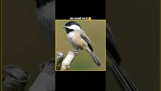 Smart Bird Penduline Tit 🤔facts ytshorts [upl. by Emelita372]