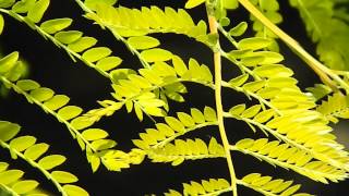 Gleditsia triacanthos Sunburst [upl. by Pontus]