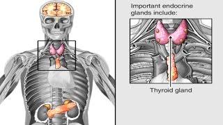 How Hormones Work in the Body Animation  Endocrine System Anatomy amp Physiology Video  Hypothalamus [upl. by Kcirredal]