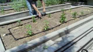 How To do Drip Irrigation with Drip Tubing [upl. by Ylenats]