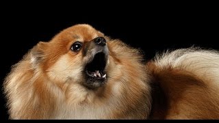 POMERANIAN BARKING  POMERANIAN HOWLING AND BARKING COMPILATION 2016 [upl. by Kruter224]