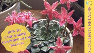 How To Grow amp Care For Graptopetalum Bellum [upl. by High]