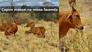 Pastagem de Capim Massai deu certo na nossa fazenda  Falando sobre a raça sindi [upl. by Julius]