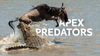 Underwater Predators Hunt During The Great Wildebeest Migration  Masai Mara Documentary [upl. by Powe]