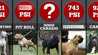 Strongest Dog Breeds in the world  Bite Force Comparison [upl. by Enilegna]