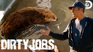 Mike Rowe Relocates Beavers  Dirty Jobs [upl. by Camilla]