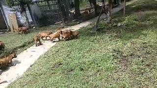 Venta cachorros Rhodesian Ridgeback cazadores de leones [upl. by Pros323]