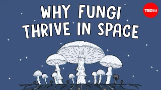 Why are scientists shooting mushrooms into space  Shannon Odell [upl. by Ttenrag]