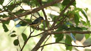 ホウセキドリ（Spotted Pardalote）が囁くように鳴く♬ [upl. by Anniken]