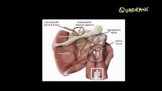 Shoulder Block Part 1 of 3 [upl. by Lemieux]