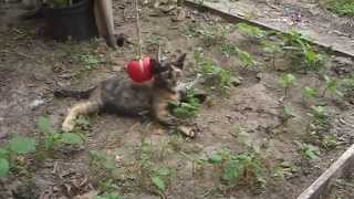 Cute kittens playing outside with a toy video [upl. by Goodkin]