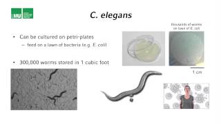 2 1 Lecture 1 Introduction to C elegans 17 04 [upl. by Verina317]