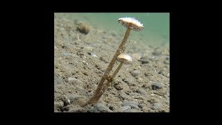 Aquatica The Underwater Mushroom work in progress [upl. by Thurber860]