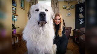 THE PYRENEAN MOUNTAIN DOG  DANGEROUS OR PROTECTOR  Great Pyrenees [upl. by Lutero138]