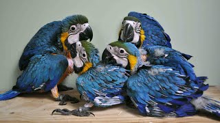 Life of Wild Blue Gold Macaw Parrots with their Babies  Time lapse beautiful parrot family [upl. by Wiener]