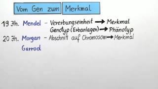 Merkmalsausprägung  Biologie  Genetik [upl. by Aihsemot]