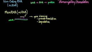 NonCoding RNA ncRNA [upl. by Eisle302]