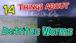 14 Things About Detritus Worms [upl. by Ullund349]