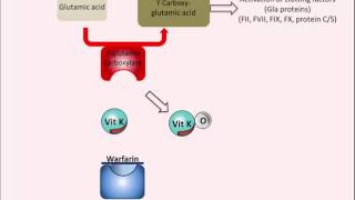 Warfarin  Mechanism of Action [upl. by Ofloda139]