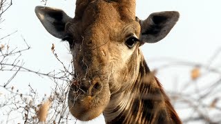 South Africa  Makalali Game Reserve Tour  early Morning [upl. by Alyac]