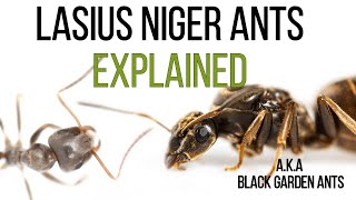 Everything you have to know about Lasius niger ants [upl. by Landis144]